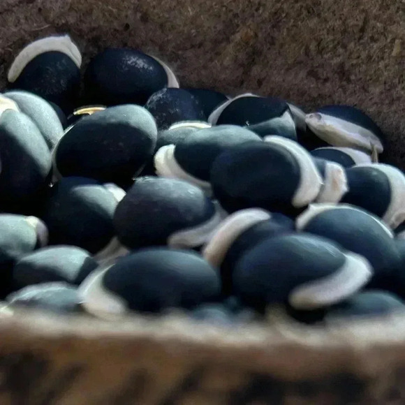 HYACINTH BEAN Vine -20 seeds - Picture 6 of 6